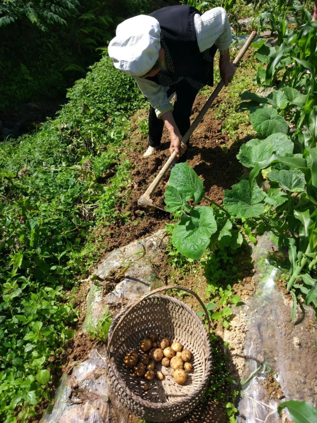 产地食材美味其实很简单尝尝恩施小土豆就知道了