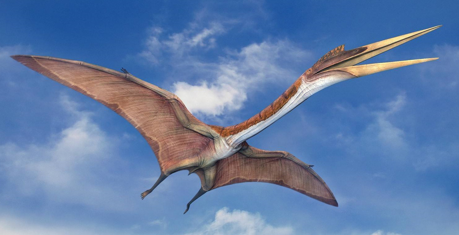 会飞的恐龙再添一员,状如恐龙和鸟类的混合体