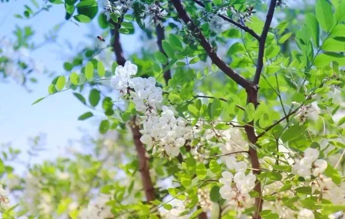 永壽縣第十六屆槐花旅遊文化節5月10日盛大開幕15項活動安排都在這了