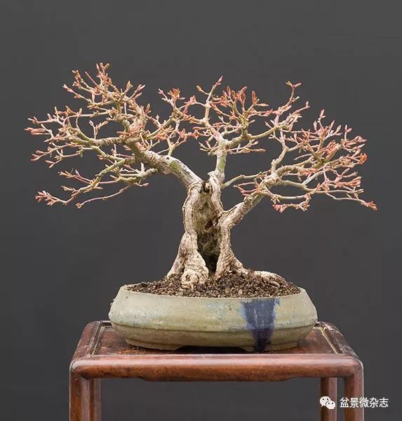 岁月的胎记盆景中的马眼