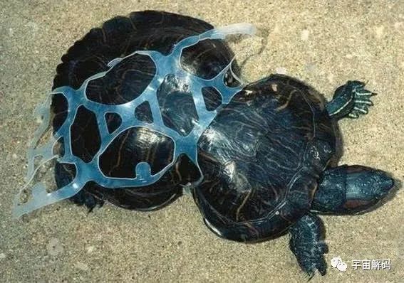 【环境】环境污染对动物造成伤害的震撼照,人类请控制你自己!_垃圾