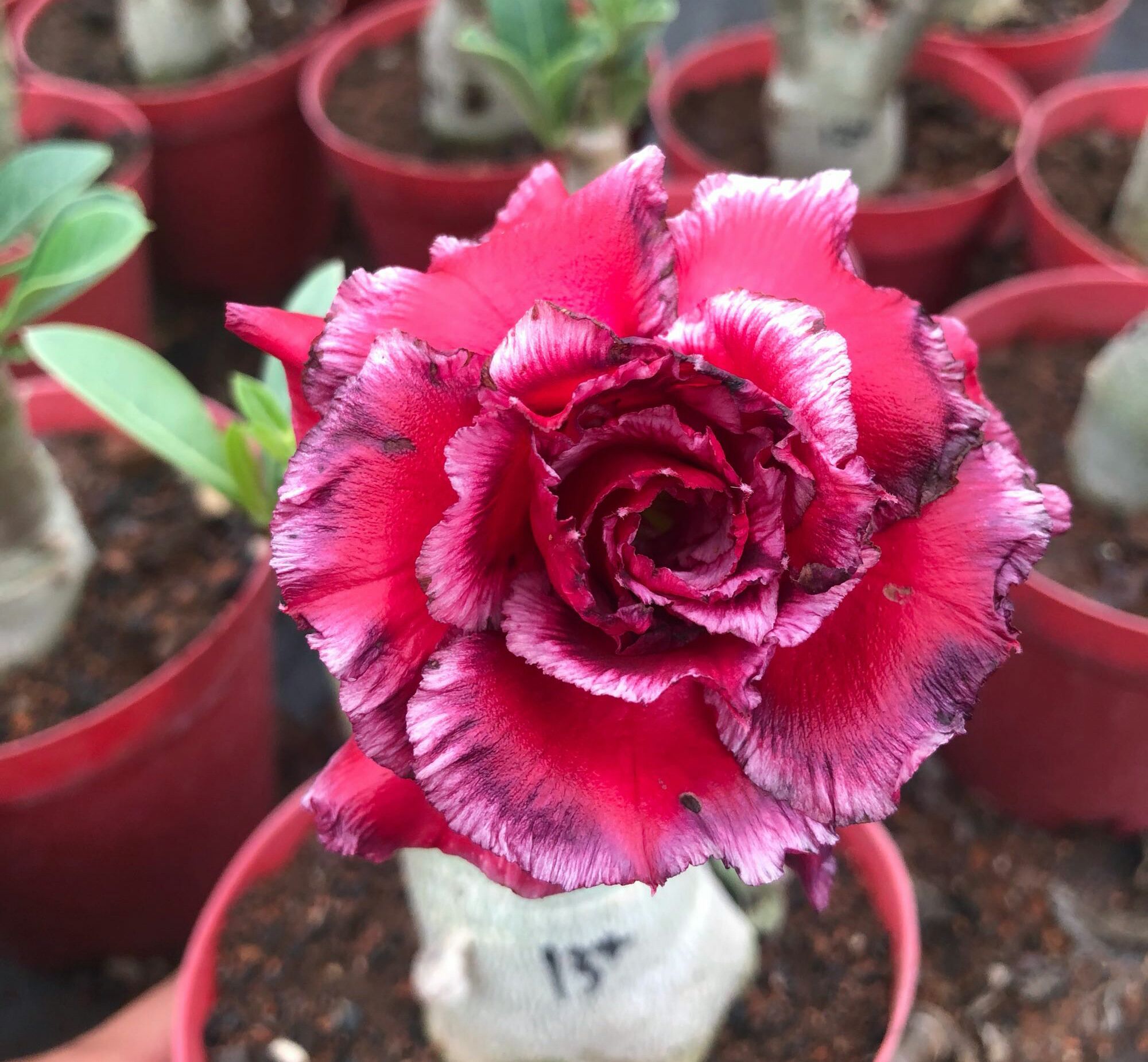 沙漠玫瑰不开花?沙漠玫瑰促花的3种方法,饿肚子,促花芽,嫁接