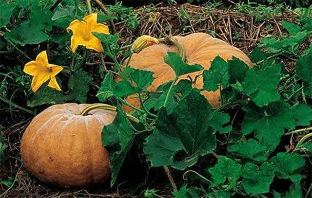 农村种植的南瓜也不搭架也不掐头打顶这些南瓜能结果吗