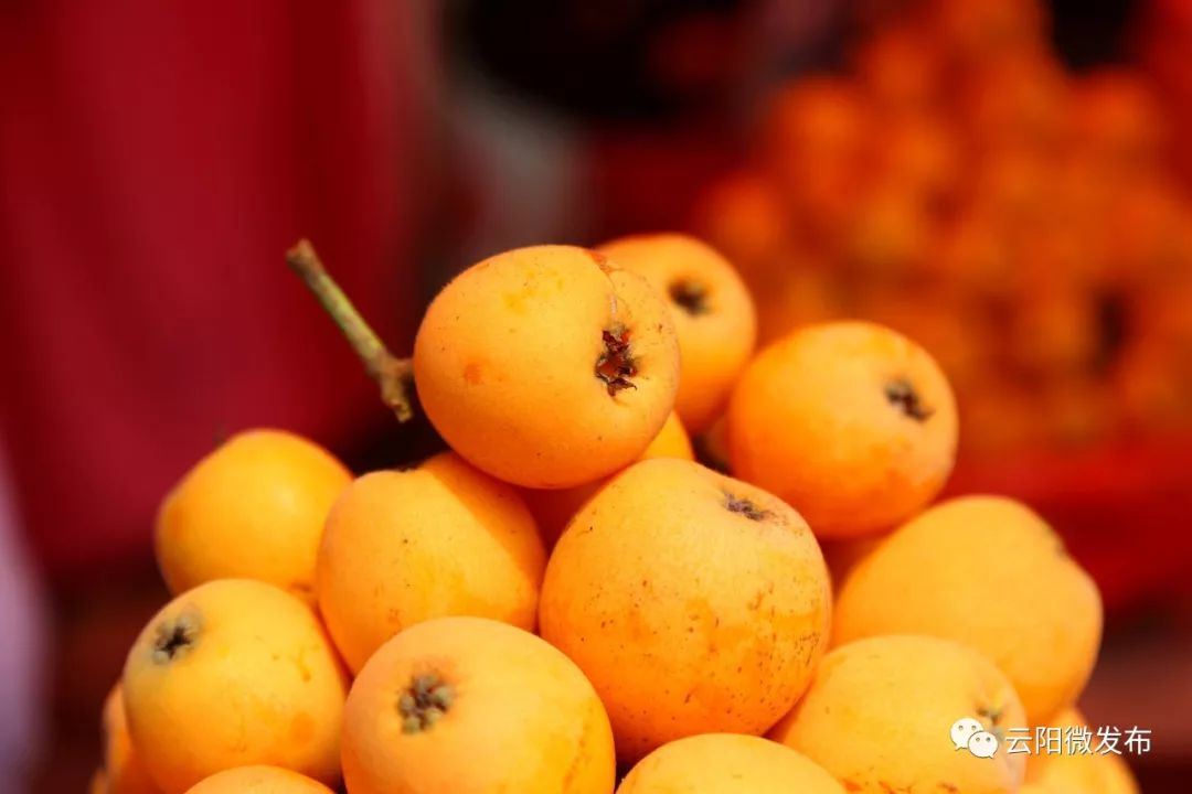 巴阳枇杷乡村旅游节开幕金灿灿的枇杷等你来品尝