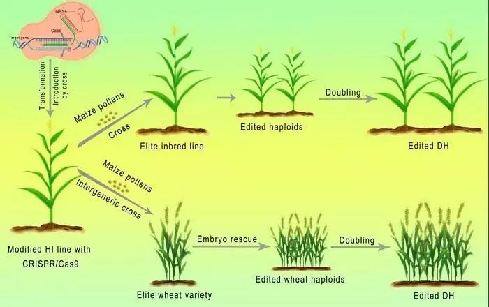 發表文章說,基因編輯等新植物育種技術能為全球糧食安全做出重大貢獻