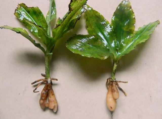 各位朋友们,听了小编的解说,你们对于双肾草可有了解?