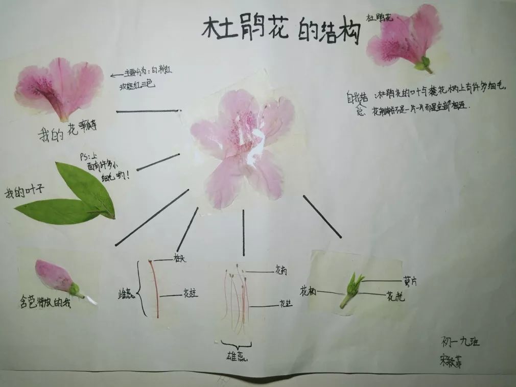 南昌民67德学校:花的结构标本制作