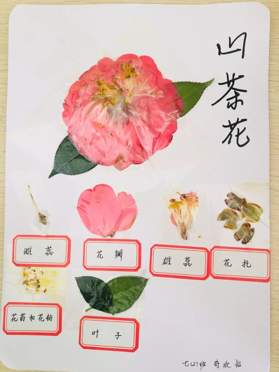 南昌民67德学校:花的结构标本制作