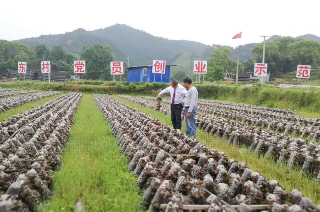 杨雀菌图片