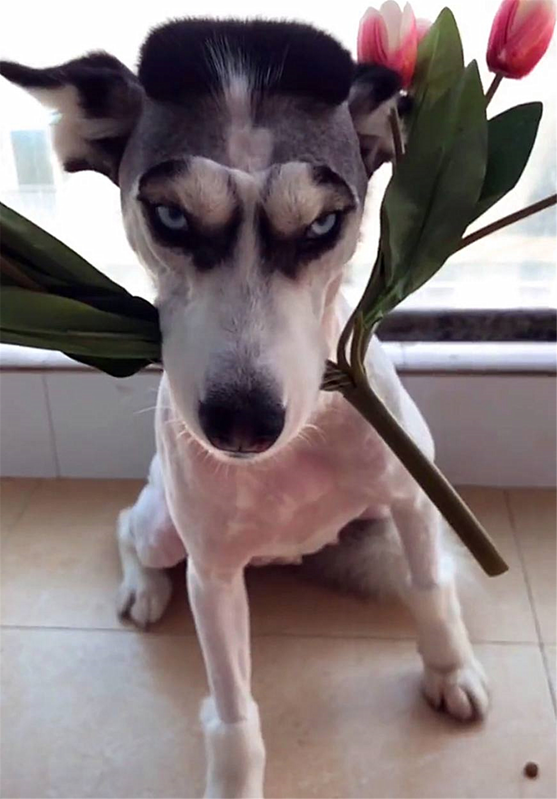 原创田园犬嫌热主人给狗子剃光头狗这发型我喜欢