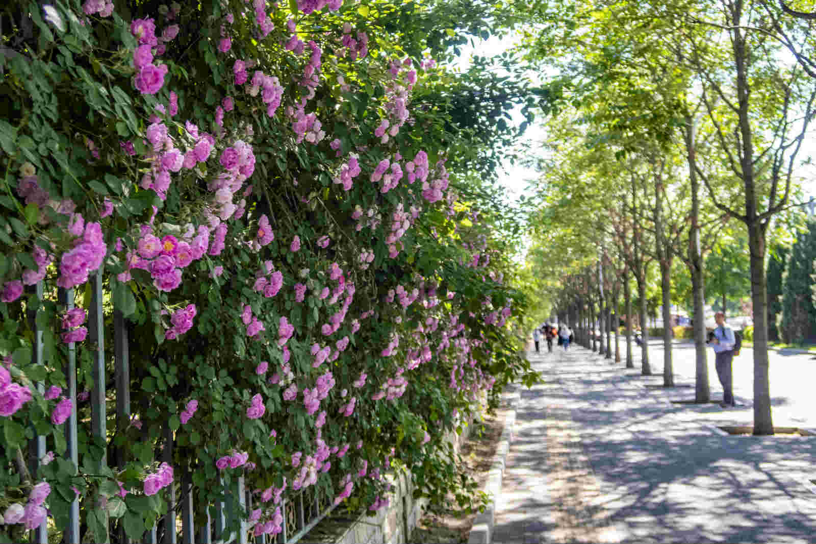 北京对外经贸大学最美蔷薇花墙颜值尽显