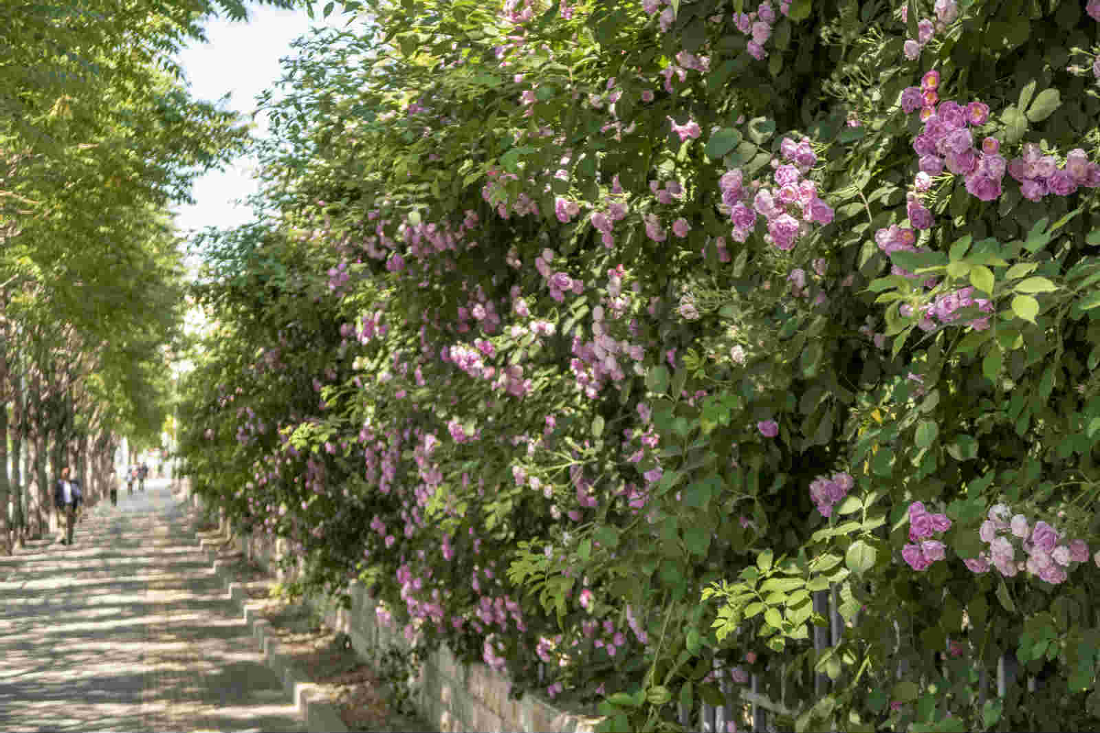 北京:对外经贸大学最美"蔷薇花墙"颜值尽显