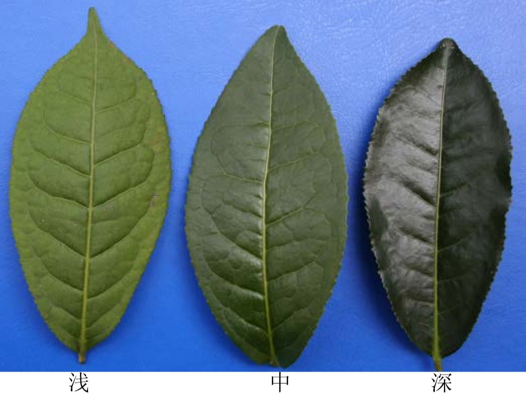 茶科普 | 跟着茶叶审评师资班一起学茶树品种-基础篇