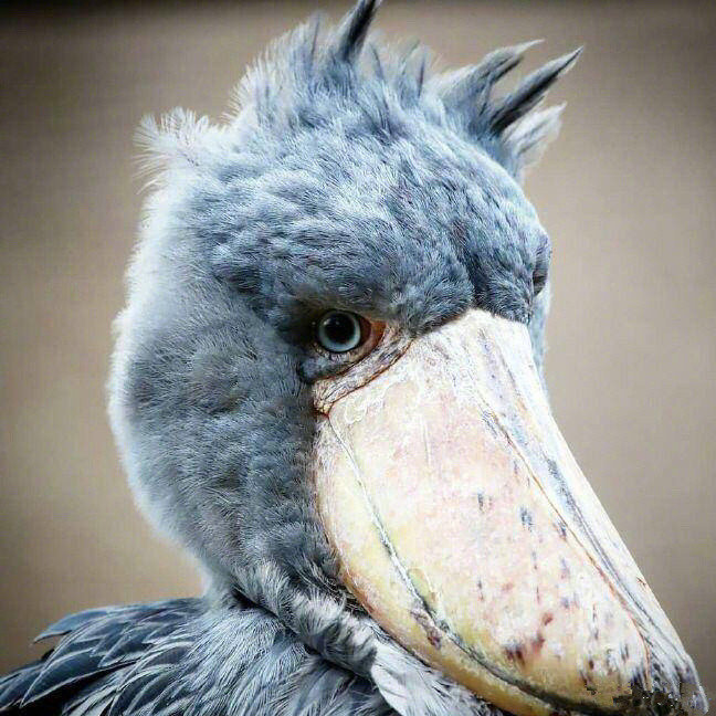 鲸头鹳鸟界二哈名不虚传