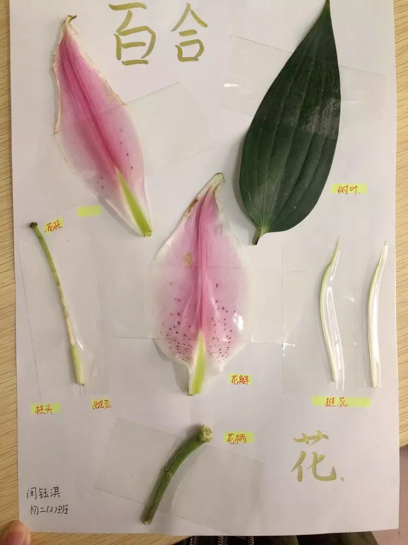 花朵标本制作简易方法图片