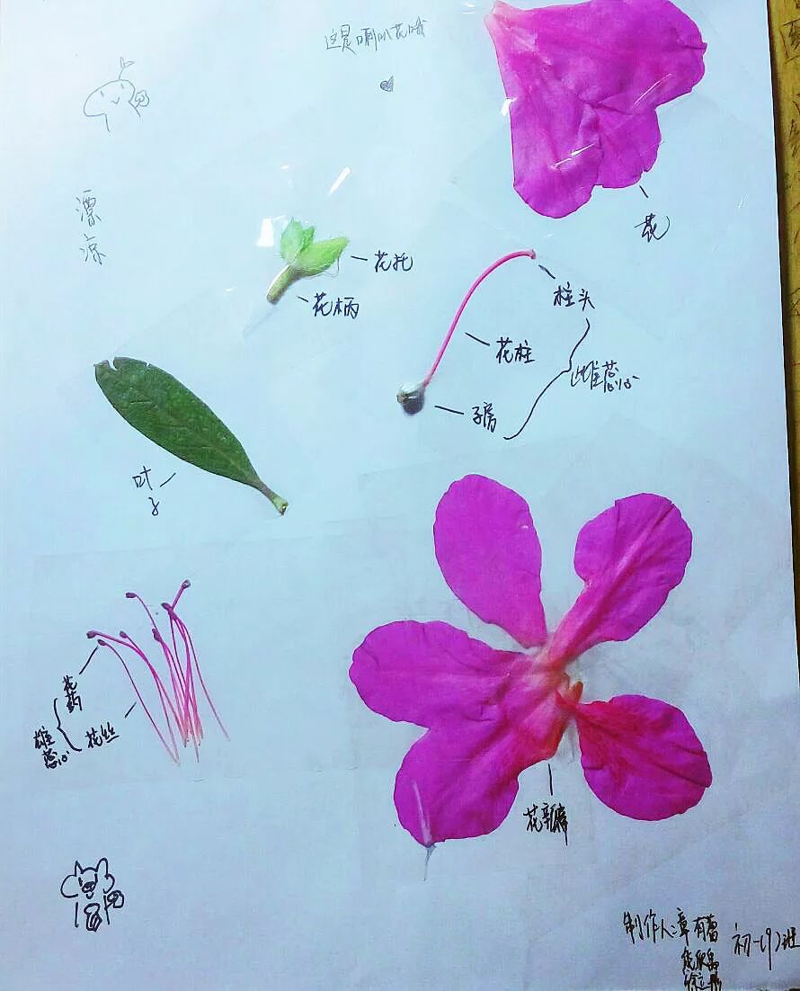 花朵标本制作简易方法图片