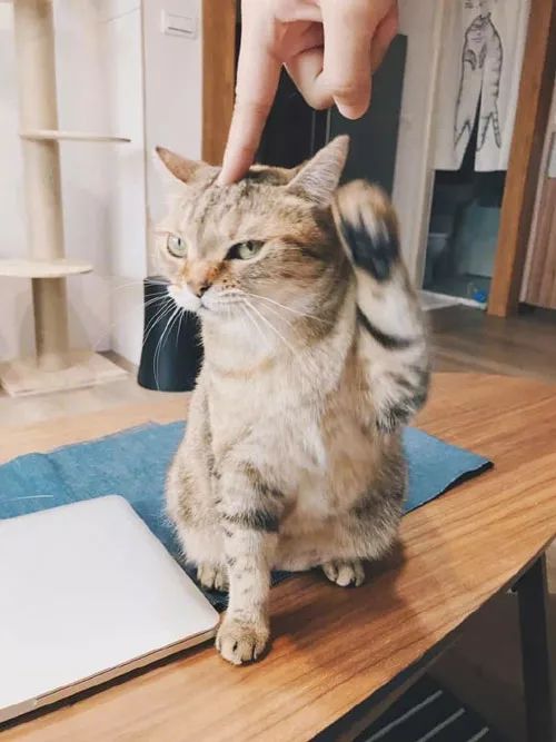 主人正常摸着猫的头猫愿意,但改用手指戳的时候,它就这样了!