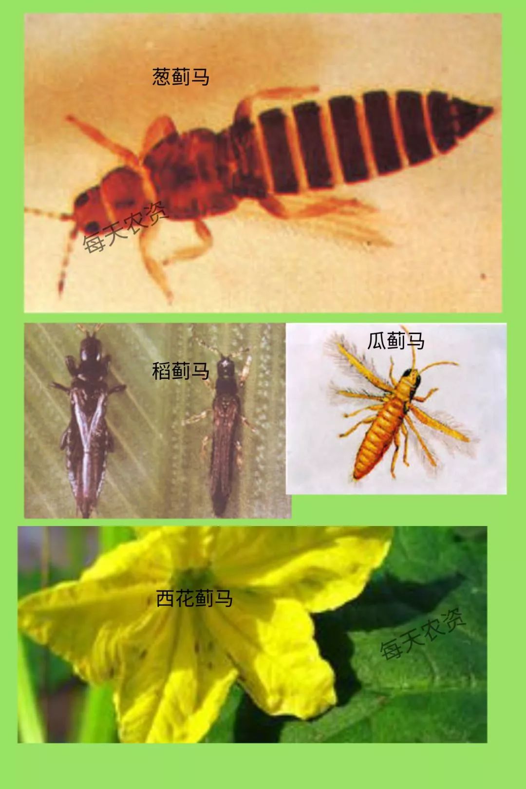 大棚作物均有为害,在瓜果,蔬菜上发生为害的主要种类有瓜蓟马,葱蓟马