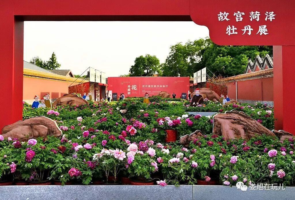 又有富贵客光临继2016年故宫举办洛阳牡丹花展后