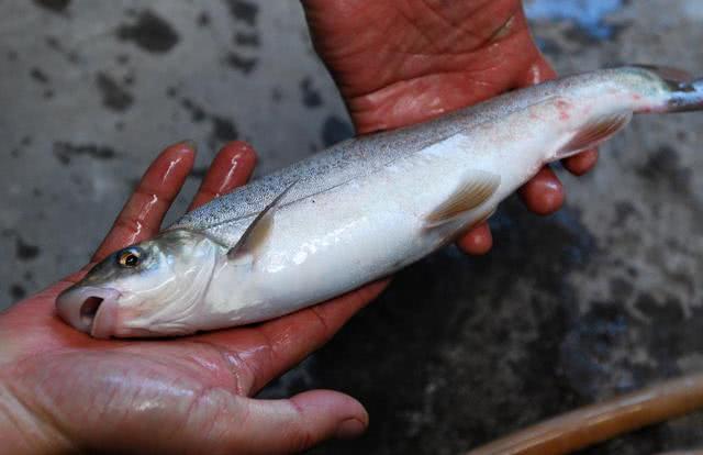 洱海特产"弓鱼"它们首尾相接,屈身弹起,把自己射向前方