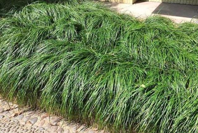 农村这野草和韭菜相似,很多人不知它的作用,现150一斤成稀罕货