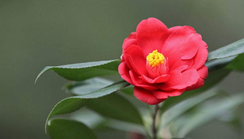 1/ 12 茶花,又叫山茶花,山茶属多种植物和园艺品种的通称.