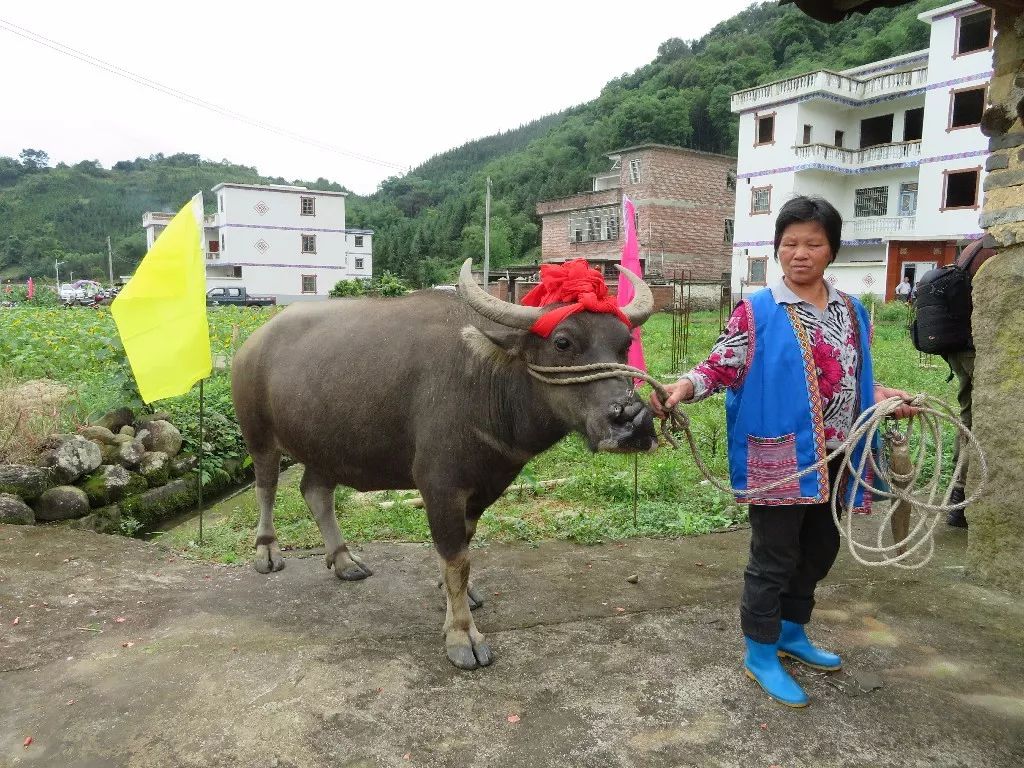 汕尾捷胜牛肚村移村图片