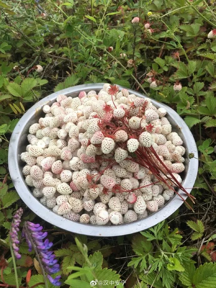 略阳的"瓢儿"熟了,回家吃瓢儿了