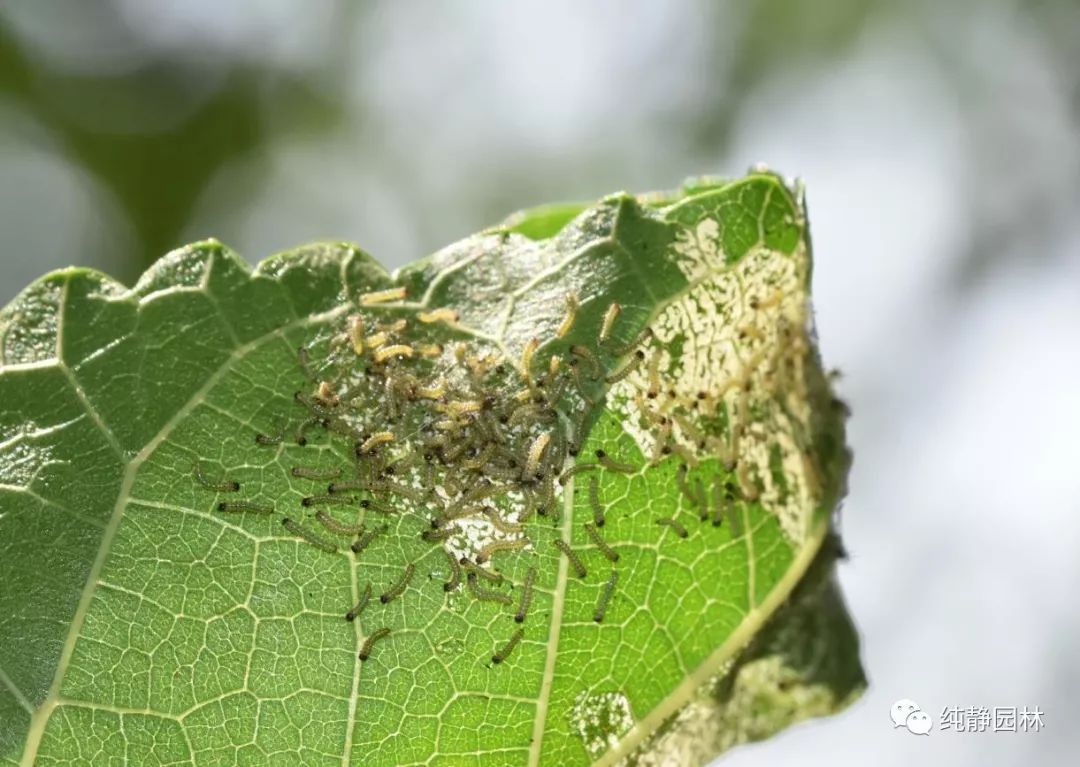 食叶害虫的防控白粉病,苹桧锈病,桃细菌性穿孔病病害:草履蚧,白蜡蚧
