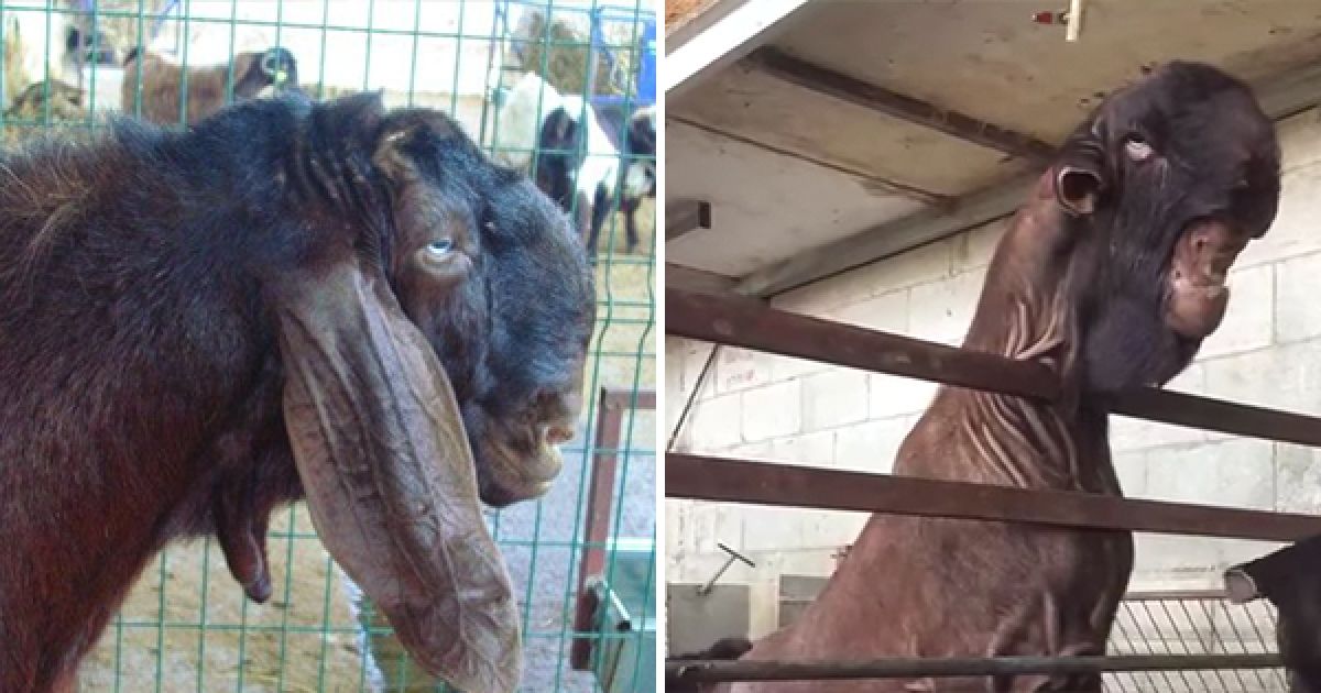 史上最难看的羊,看一下就被丑哭了,游客:第一眼都没认出来是啥_种羊