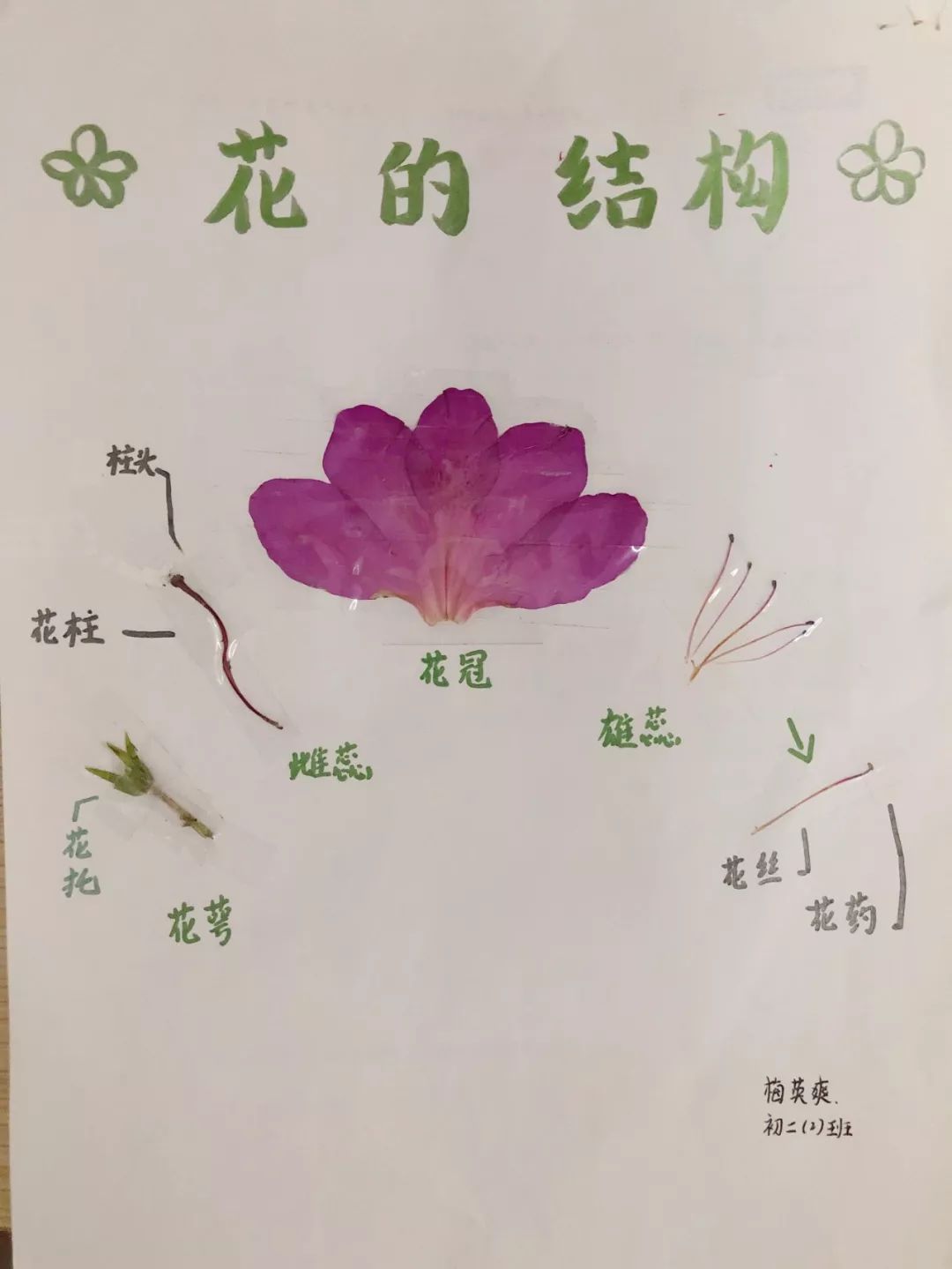 南昌民67德学校:花的结构标本制作