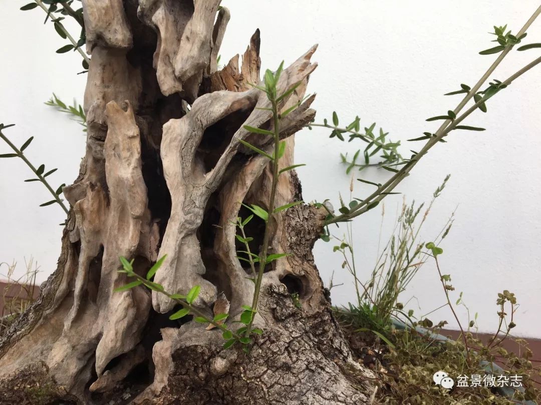 岁月的胎记盆景中的马眼