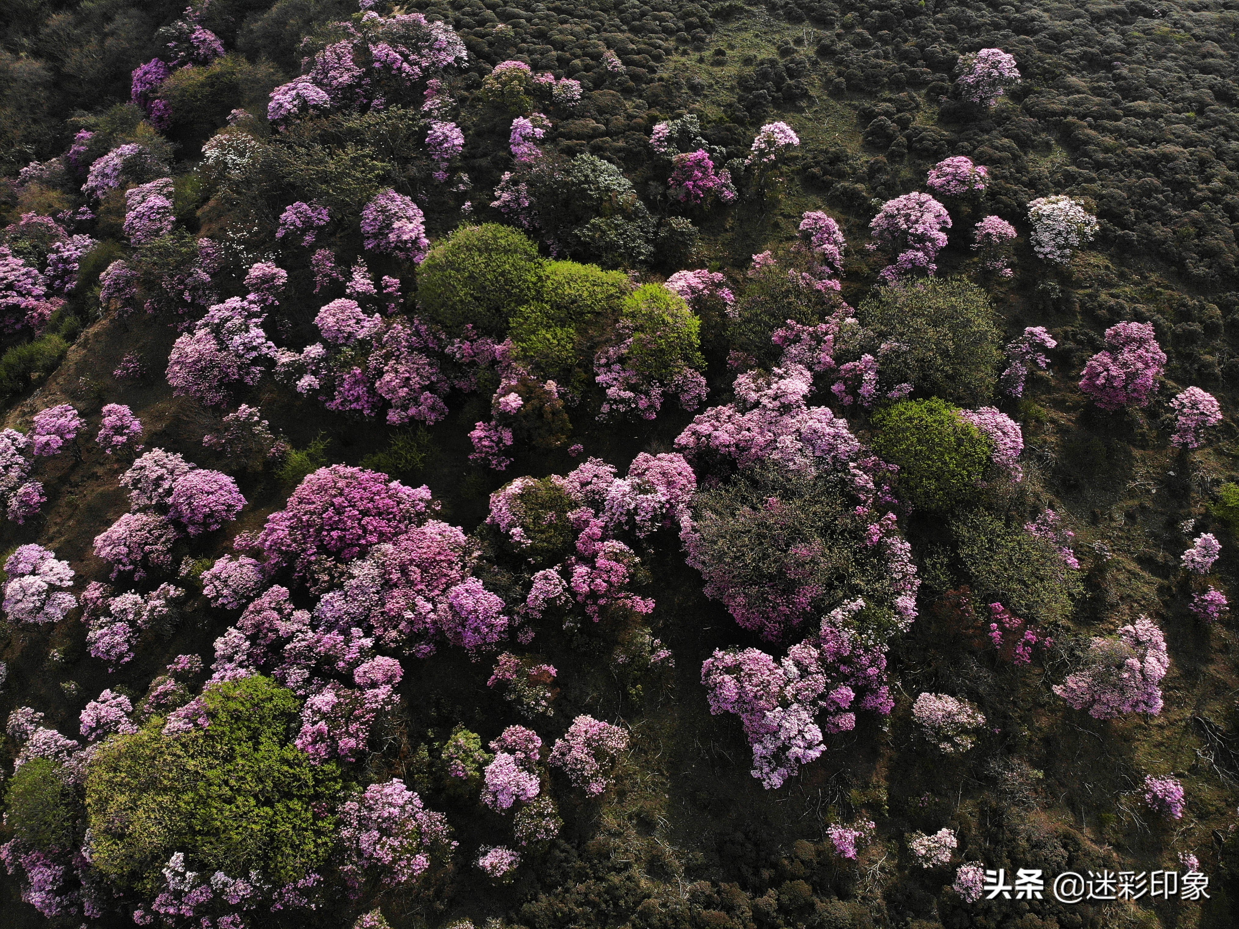 云南最大的杜鹃花海图片
