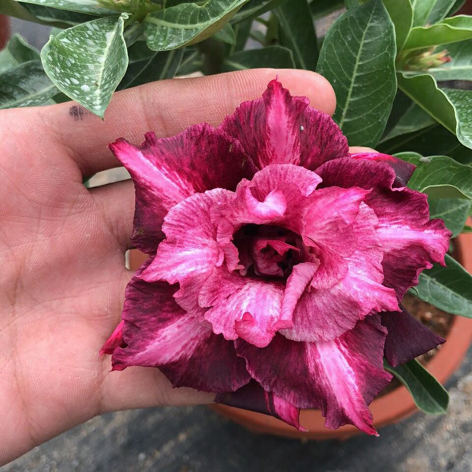 沙漠玫瑰不开花沙漠玫瑰促花的3种方法饿肚子促花芽嫁接