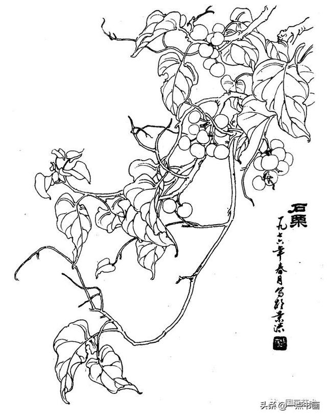 白描花卉图例分享(第二辑)_姬振玲