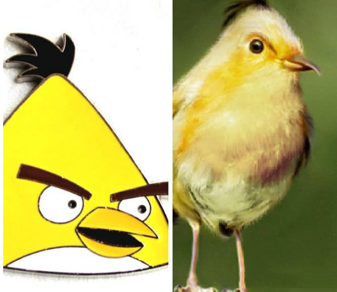 愤怒的小鸟中各种鸟的原型看到之后有没有中莫名的喜感呢