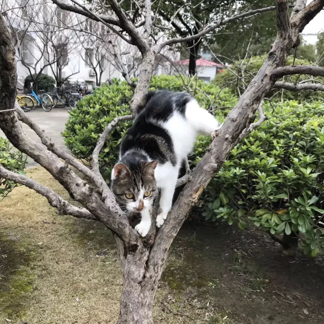 猛虎下山左顾右盼sdfd长大以后能播种猫猫90一个梦想96我有一个