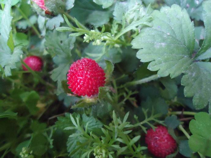 蛇蛋果,老蛇泡,蛇蓉草,蛇葡萄,蛇果藤,蛇含草,蛇盘草,麻蛇果,蛇婆等这