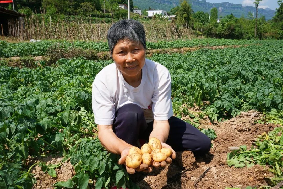 产地食材美味其实很简单尝尝恩施小土豆就知道了