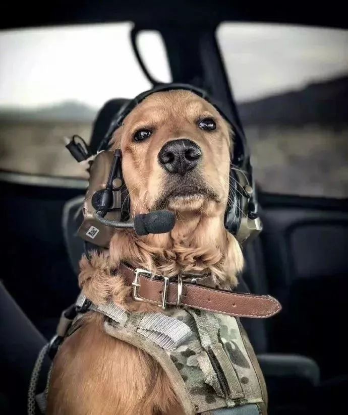 不要小看一只单身汪,撩起人来任谁也招架不了.