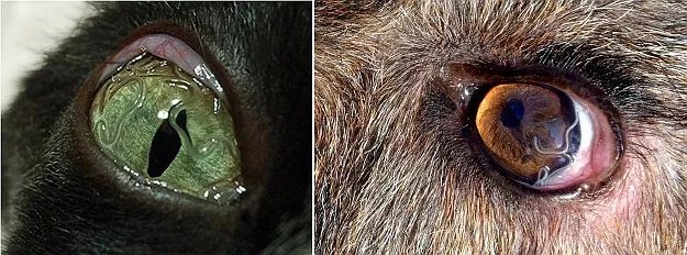 吸吮线虫的成虫:体细长,圆柱形,乳白色,半透明,虫体表面具有边缘锐利