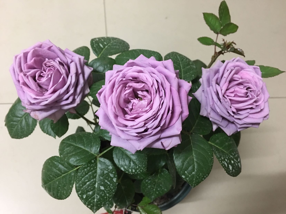 求助月季的修剪问题月季花冒出了很多笋老枝条该怎么修剪