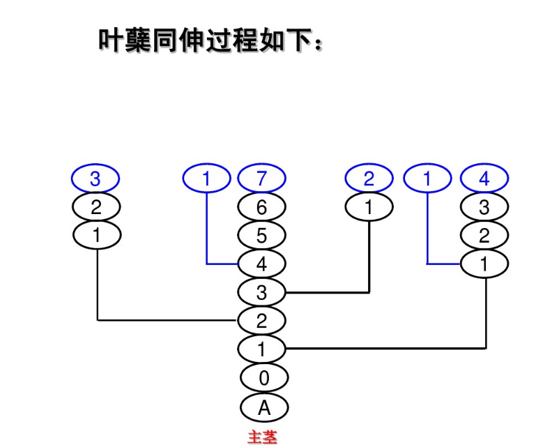 水稻是如何分蘖的?详解分蘖特性,做好3个调控措施促高产