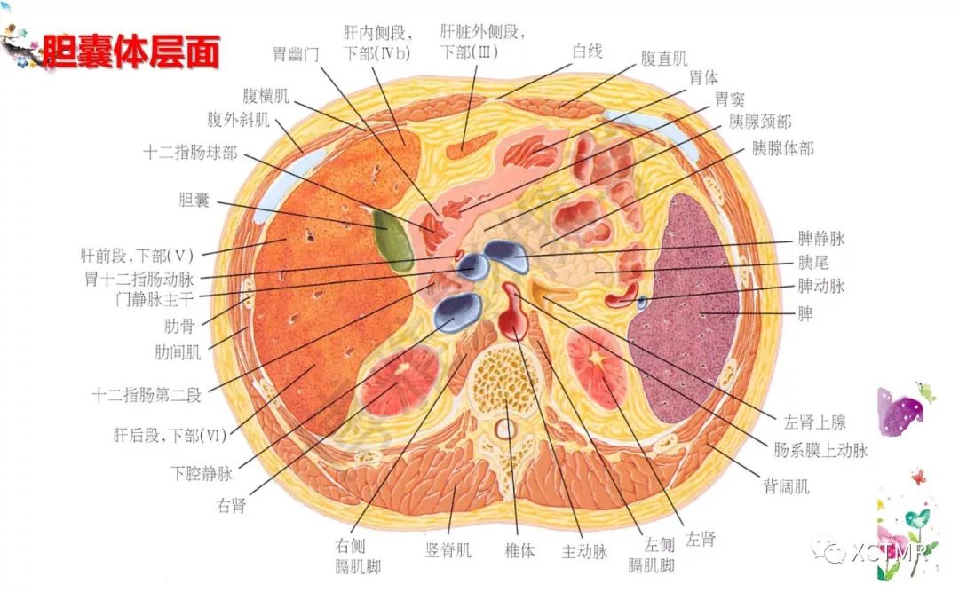 肝脏分叶分段的影像学解剖