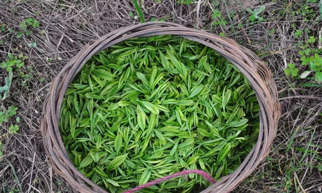 【永州原创】江华苦茶_瑶族自治县