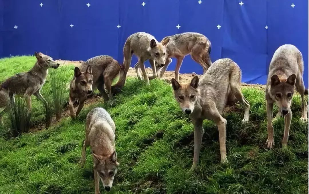 狮子,豹子和狼.看懂了,你就不是一般人!_狼群