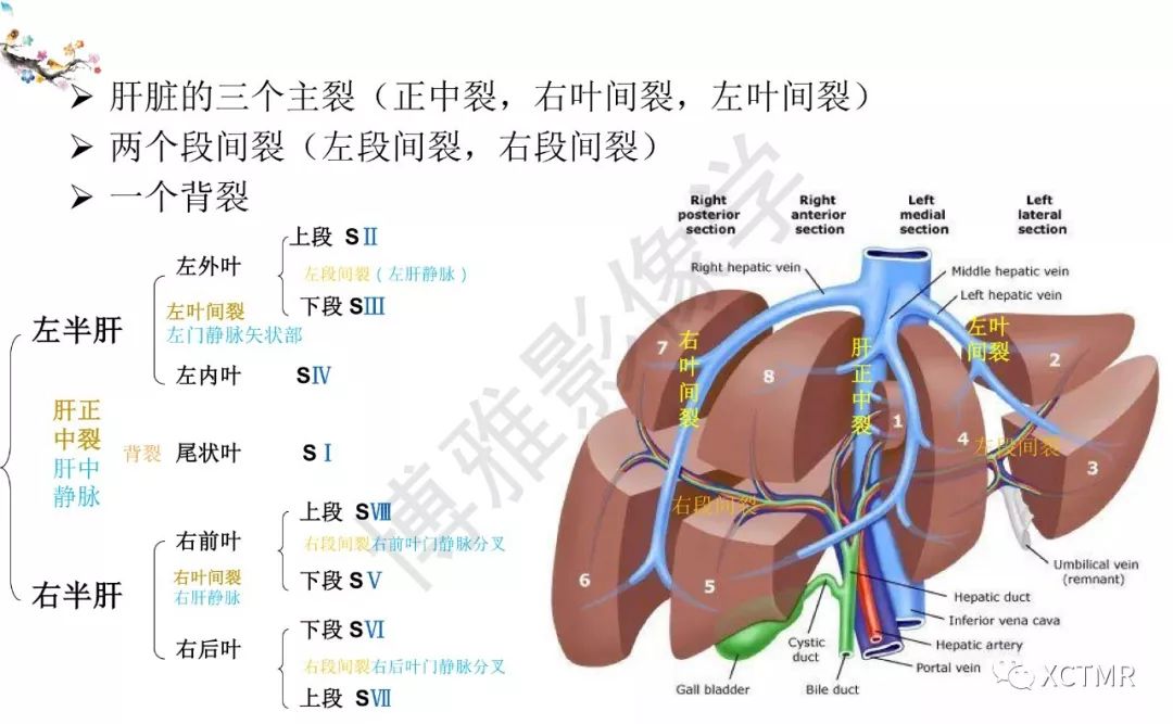 肝ct分段解剖示意图图片