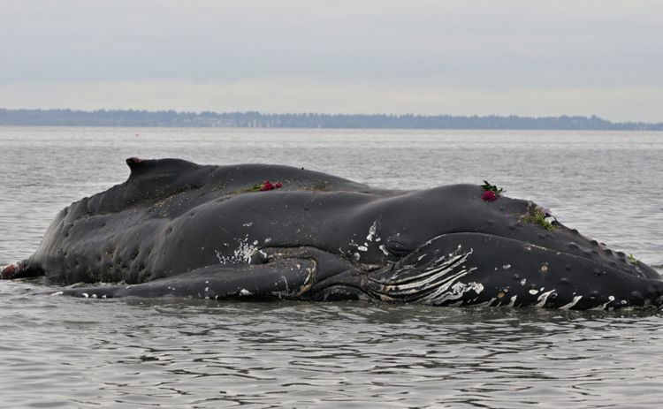 巨型座头鲸搁浅沙滩死亡引群众围观
