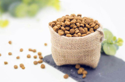 【养猫之道】猫摔伤了不吃饭怎么办,猫摔伤了