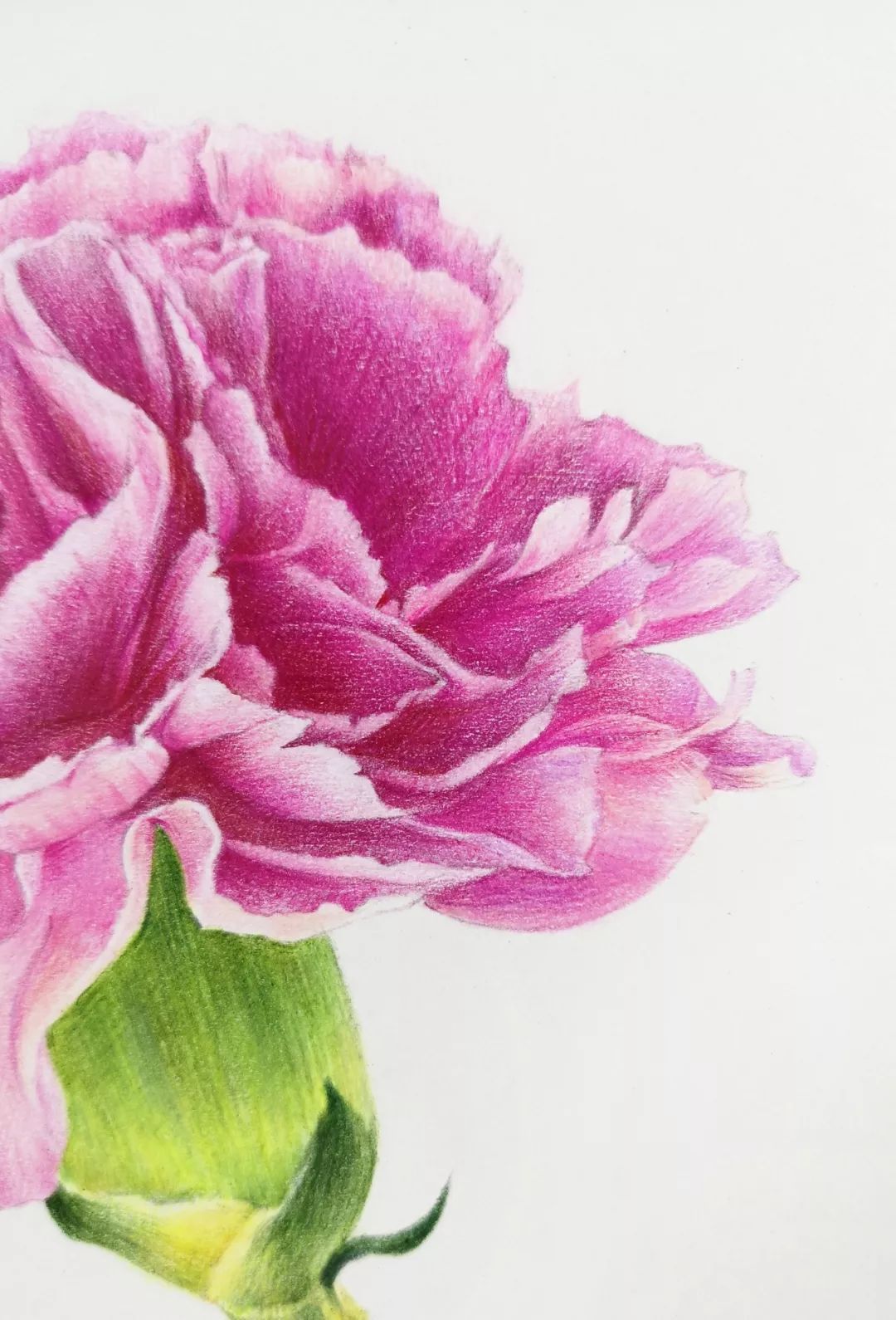 送给妈妈的母亲节礼物画一朵康乃馨送给她吧